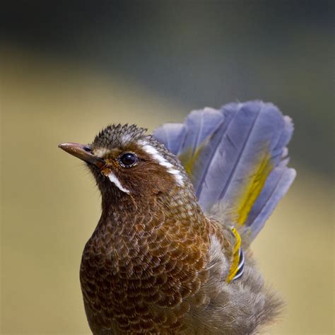 有白眉的鳥|玉山噪鹛